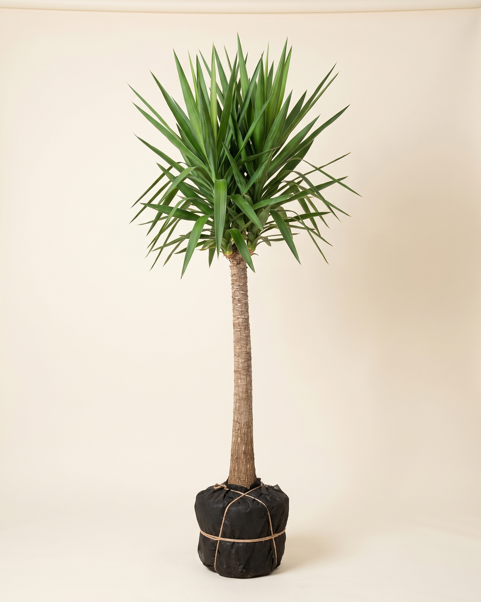 Yucca Elephantipes 2 M Single Trunk Tree (Specimen) يوكا