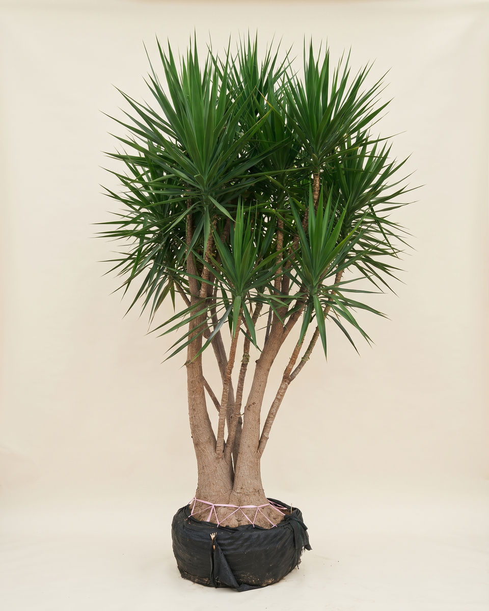 Yucca Elephantipes 3 M Multi-Branch Tree (Specimen) يوكا