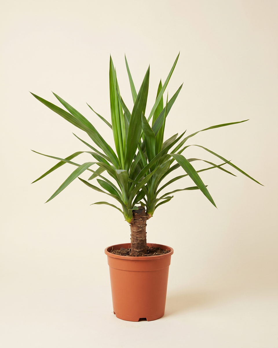 Yucca Recurvifolia Rosette (Young) يوكا