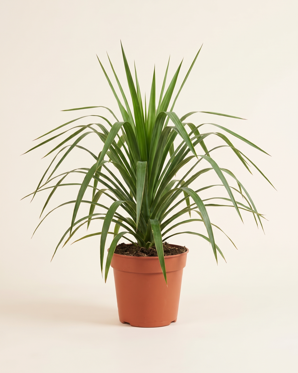 Yucca Recurvifolia Rosette يوكا