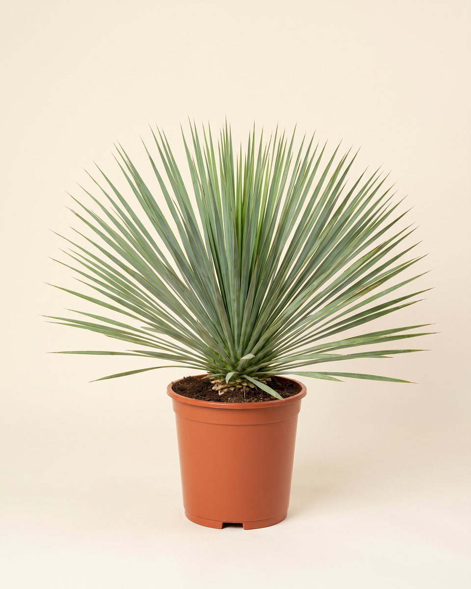 Yucca Rostrata Rosette يوكا