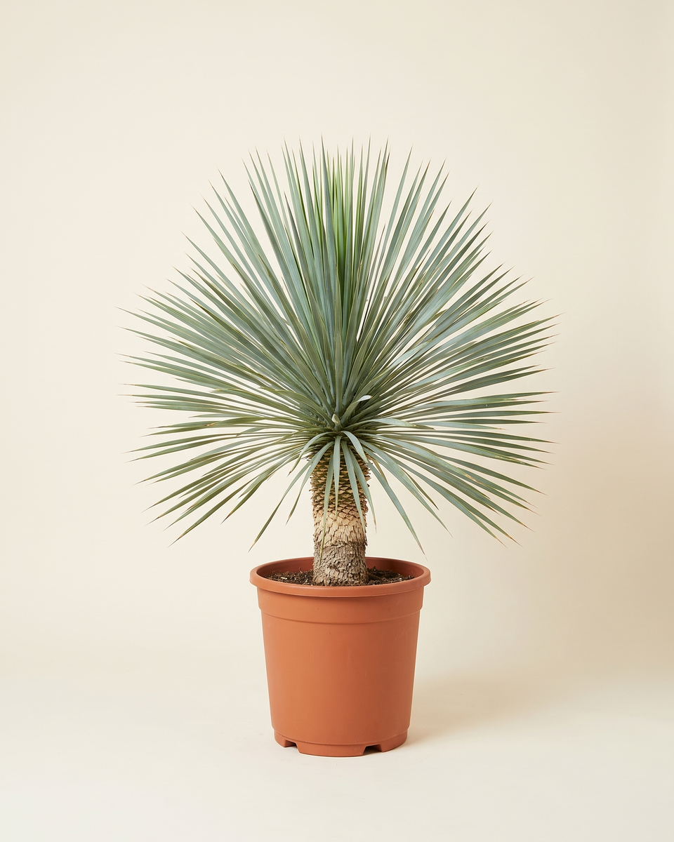Yucca Rostrata Trunked يوكا