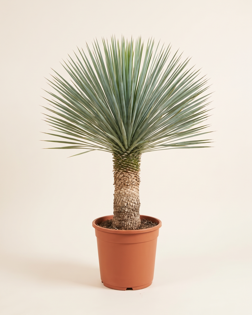 Yucca Rostrata Trunked يوكا