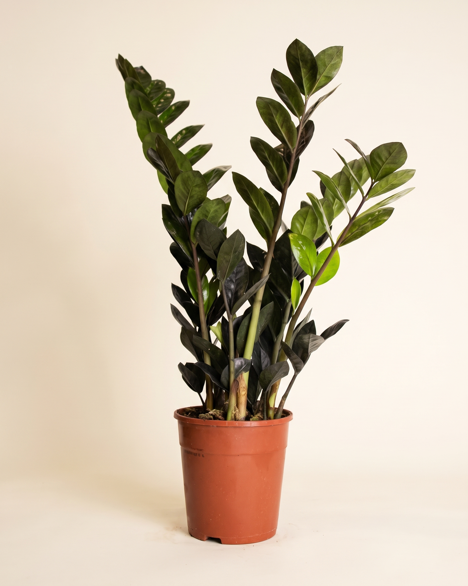 Zamioculcas Raven Clump (Young) زاميوكولكاس رافن