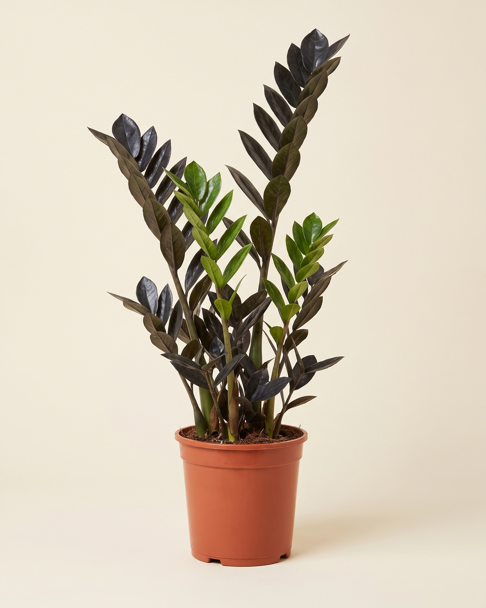 Zamioculcas Raven Clump (Young) زاميوكولكاس رافن