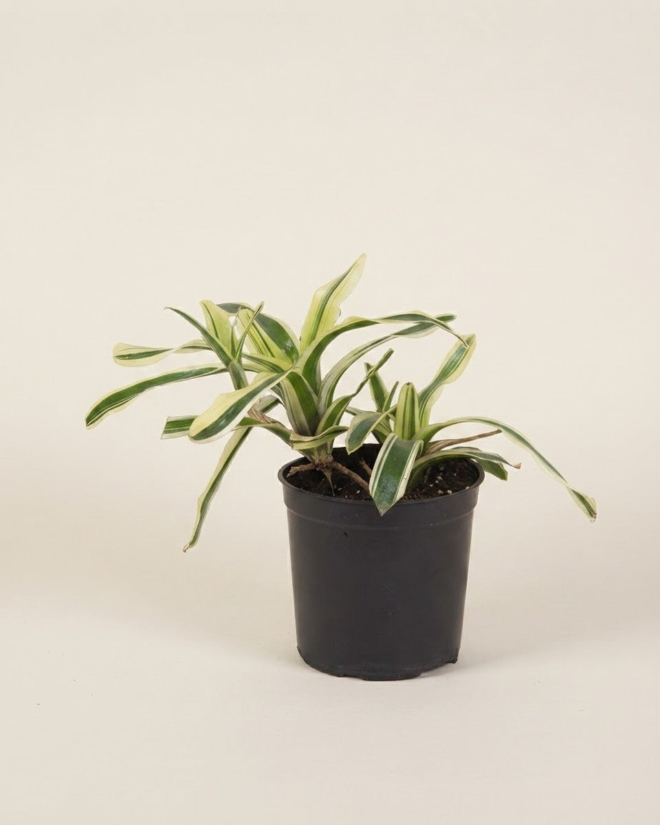 Nidularium Varigated 14Cm Pot حوض نباتات