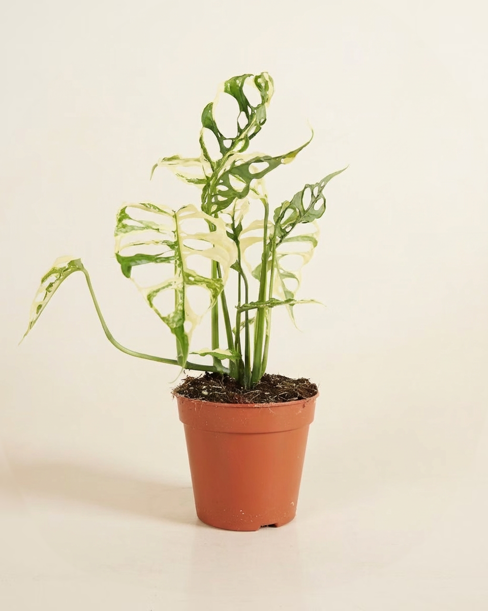 Monstera Obliqua Variegated مونستيرا اوبليكا مبرقشة