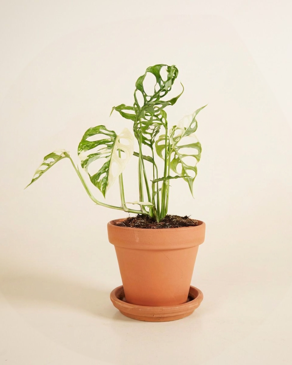 Monstera Obliqua Variegated مونستيرا اوبليكا مبرقشة