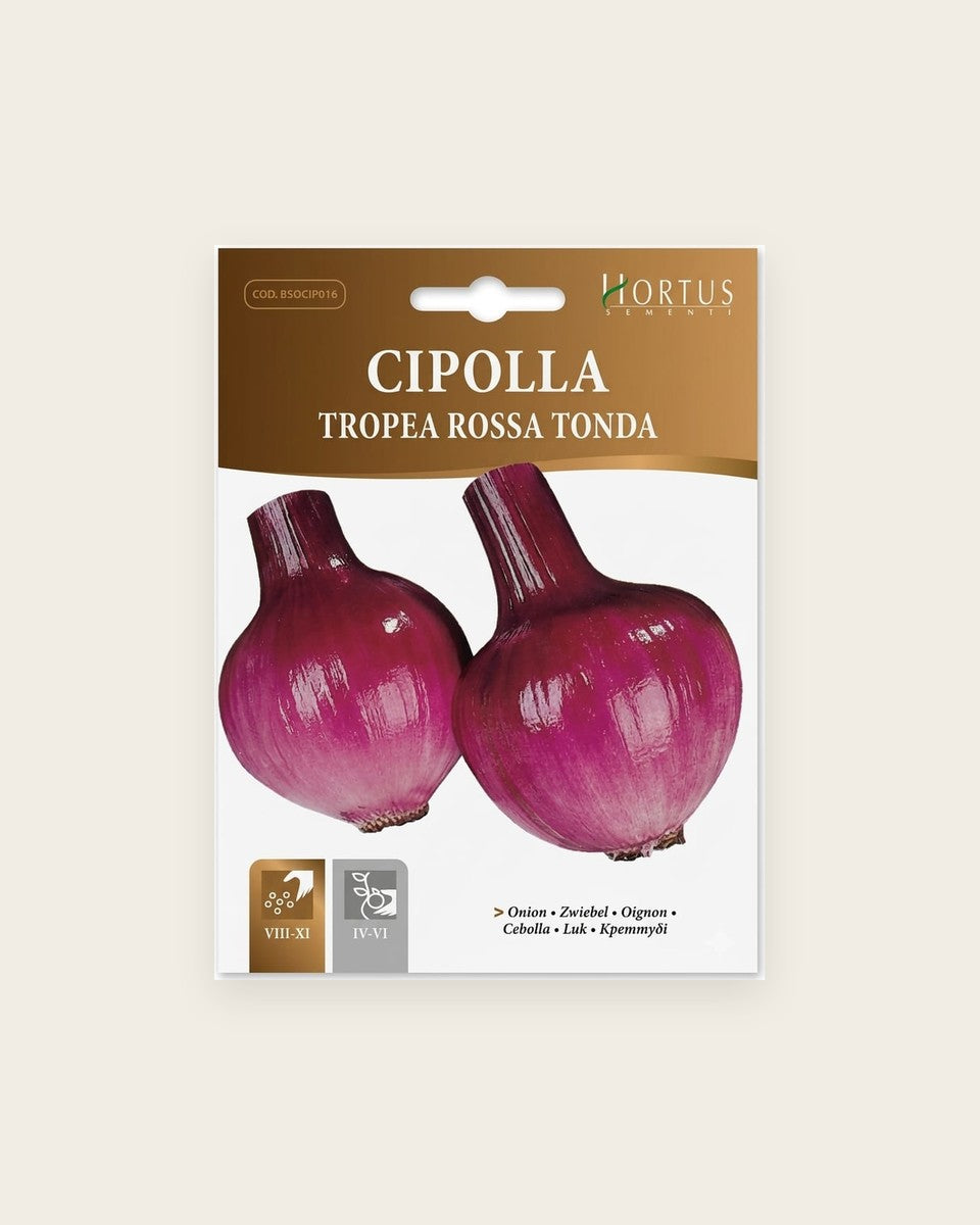Onion Cipolla