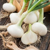 Onion Early White Grano - supplier photo
