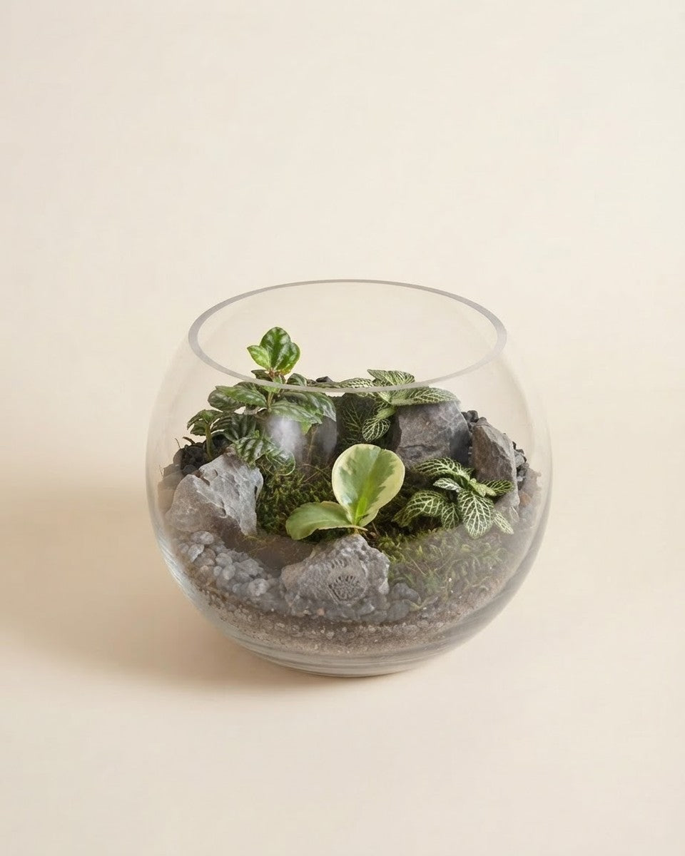 Open Face Terrarium - Medium تيراريوم