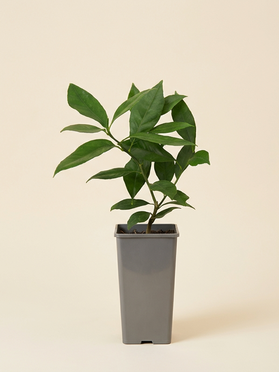 Orange Plant نبتة كالاموندين أورانج (برتقال الزينة)