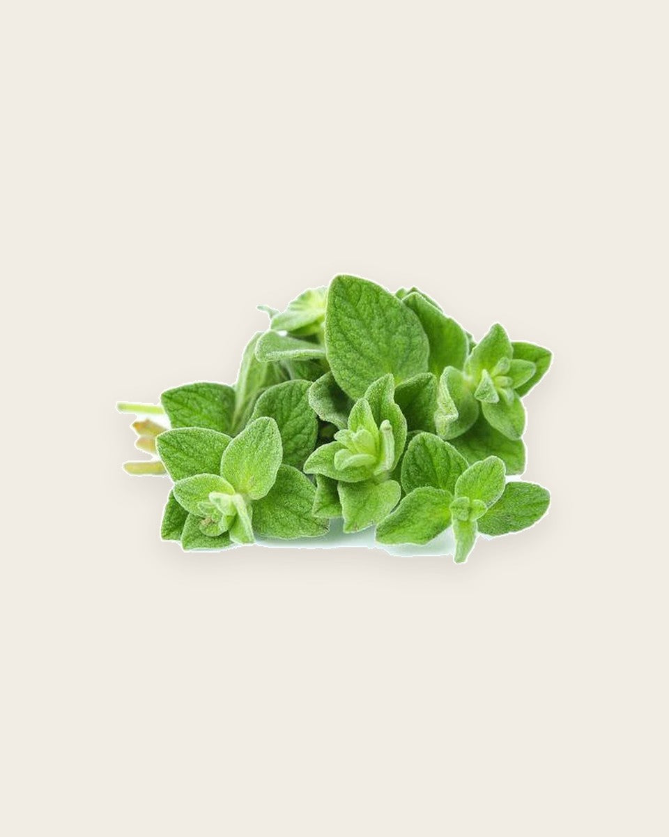 Oregano Seeds بذور الأوريجانو أوريغانو