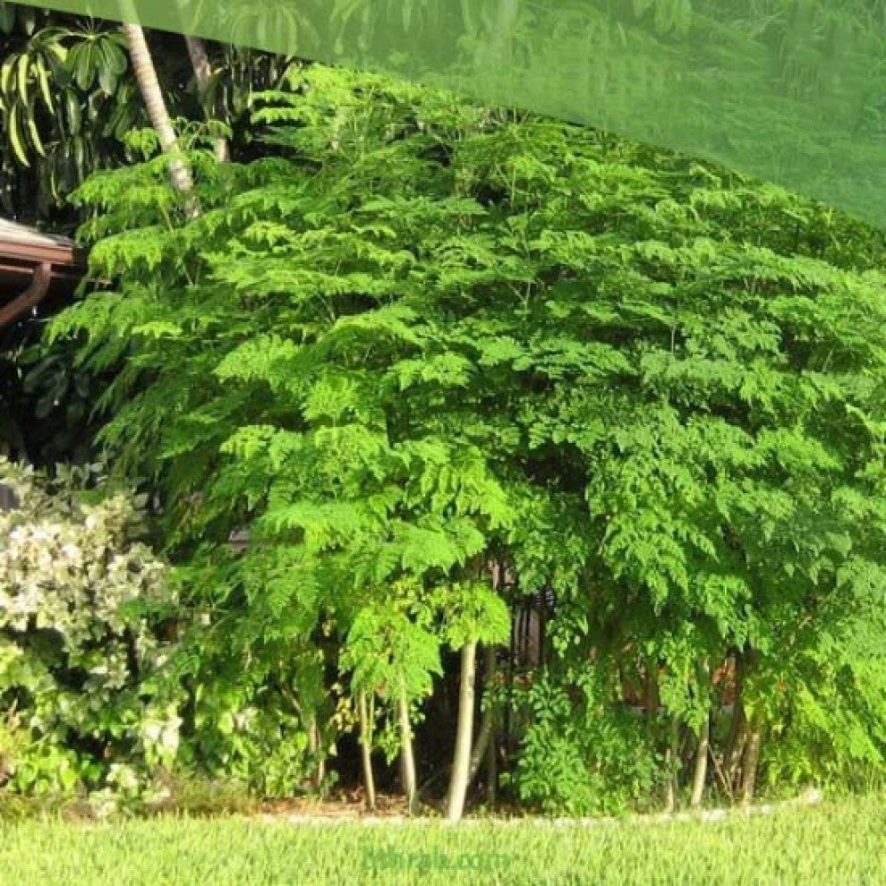 Moringa Tree Seeds 10 Seeds - supplier photo