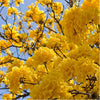 Golden Tabebuia Tree Seeds 10 Seeds - supplier photo