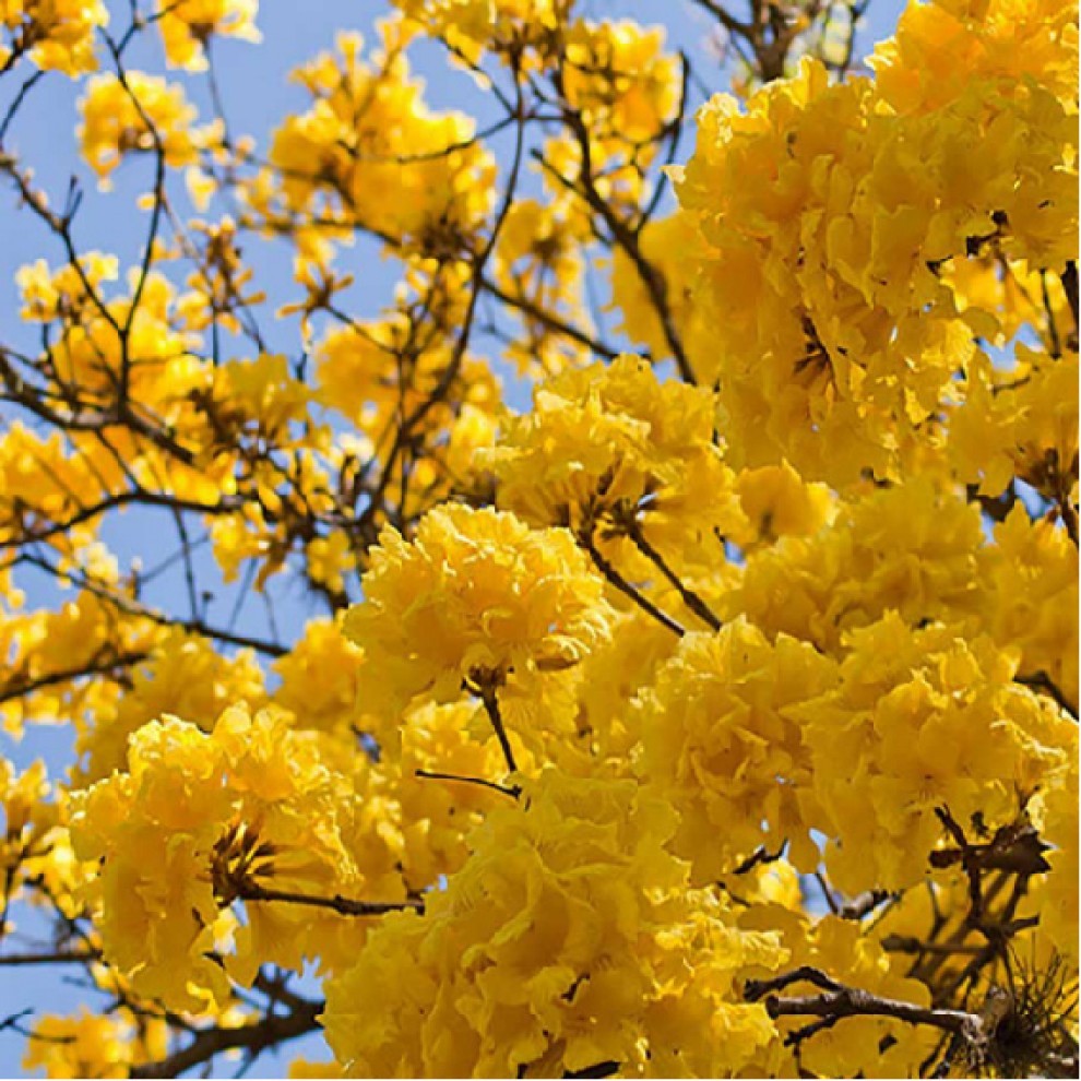 Golden Tabebuia Tree Seeds 10 Seeds - supplier photo