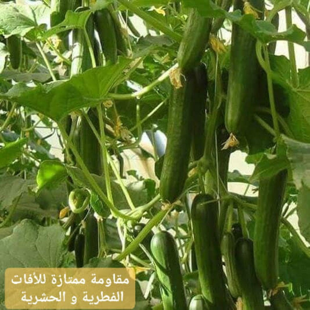 Cucumber Seeds Sultan F1 20 Seeds - supplier photo