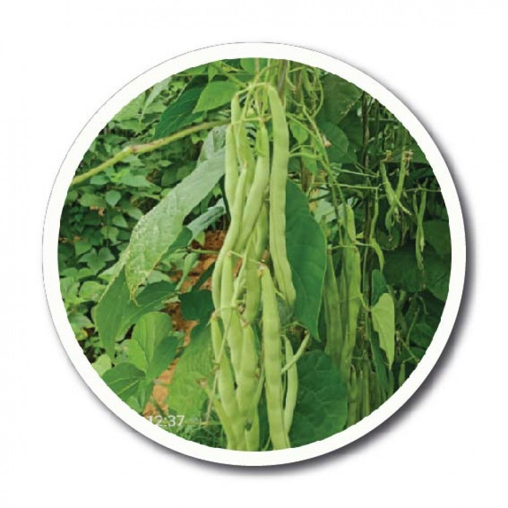French Green Bean Seeds Sonali 50 Seeds - supplier photo