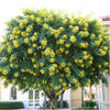 Acacia Glauca Tree Seeds 10 Seeds - supplier photo