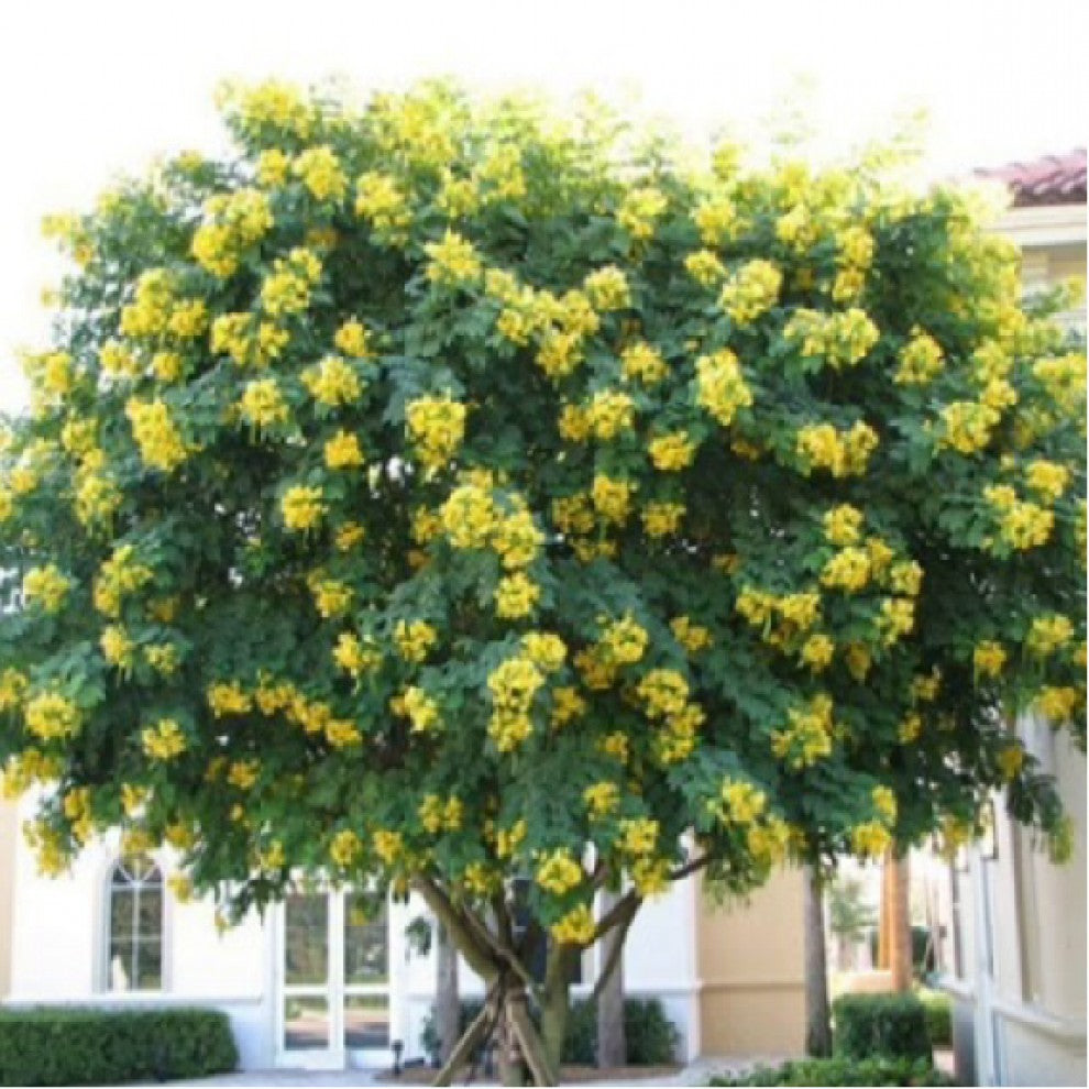 Acacia Glauca Tree Seeds 10 Seeds - supplier photo