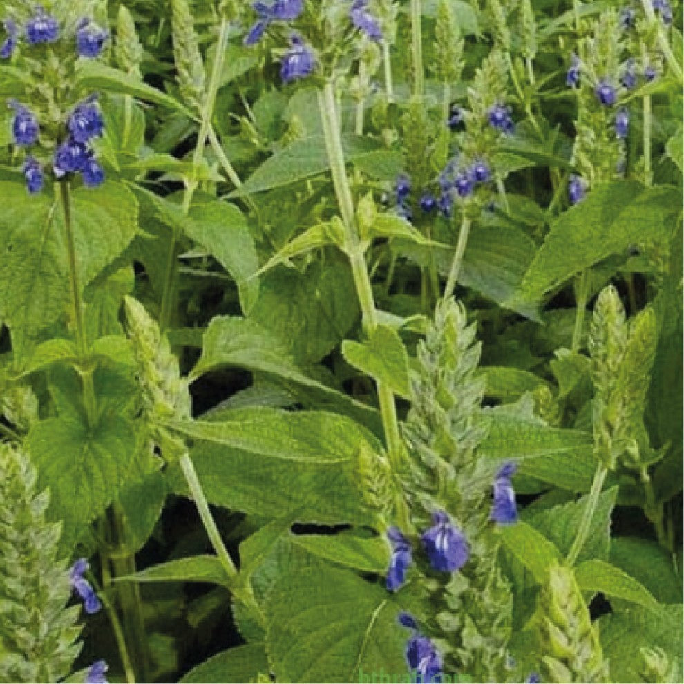 Chia Spanish Sage Seeds 100 Seeds - supplier photo