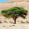 Najdi Acacia Talh Seeds 20 Seeds - supplier photo