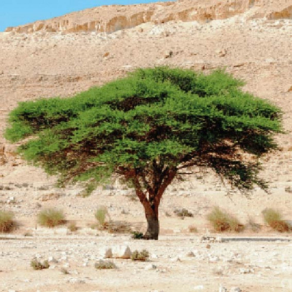 Najdi Acacia Talh Seeds 20 Seeds - supplier photo