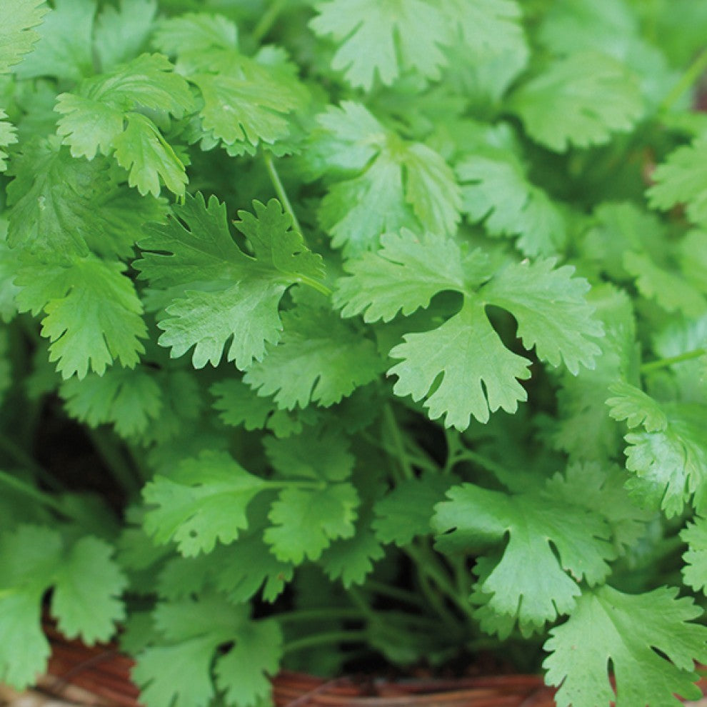 Coriander Seeds English - supplier photo