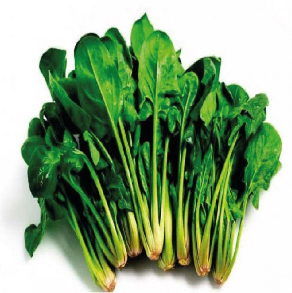 Organic Spinach Seeds 20 g بذور سبانخ عضوية 20 جرام - supplier photo