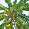 Indian Gooseberry Amla Tree Seeds 15 Seeds - supplier photo