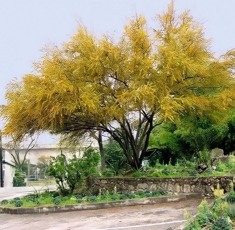 Acacia farnesiana Seeds 20 Seeds - supplier photo