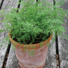 Dill Seeds English Nano - supplier photo