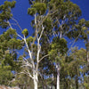 Lemon Eucalyptus Seeds 20 Seeds - supplier photo