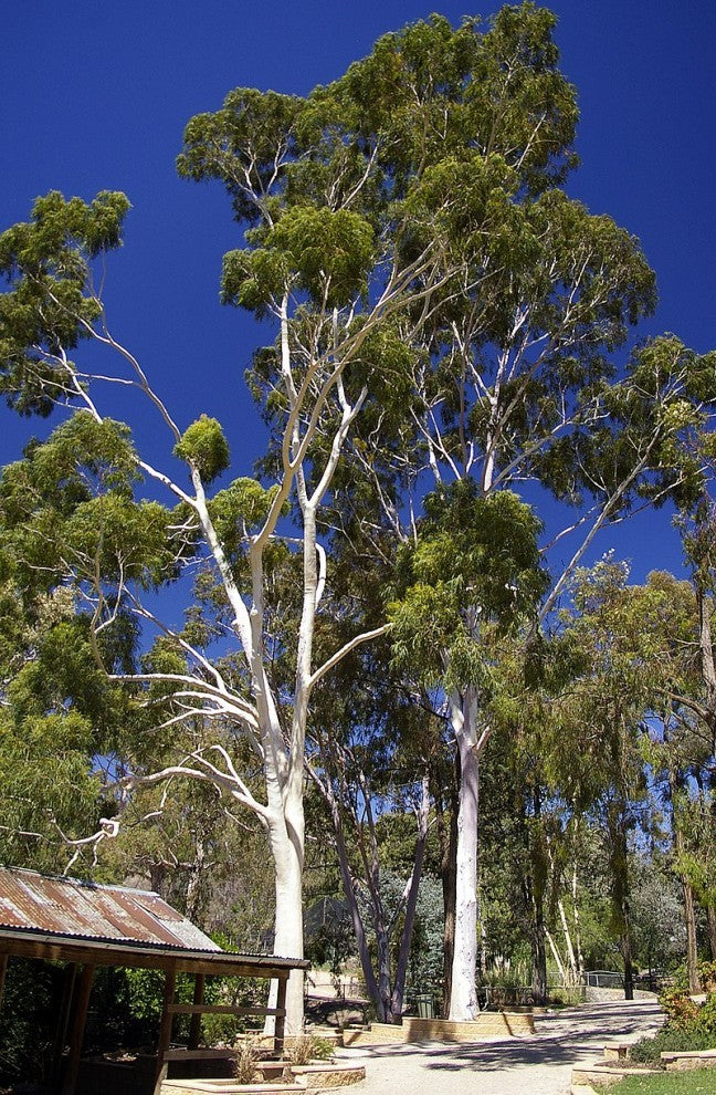 Lemon Eucalyptus Seeds 20 Seeds - supplier photo