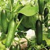 Cucumber Seeds Al Dhaher F1 25 Seeds - supplier photo
