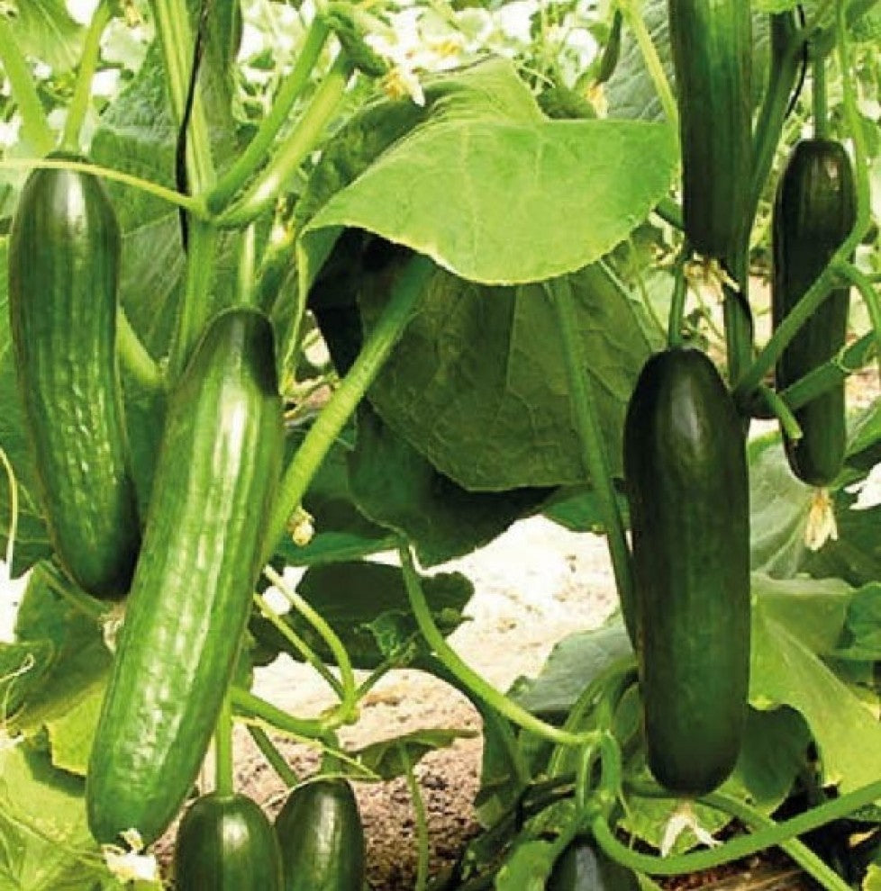 Cucumber Seeds Al Dhaher F1 25 Seeds - supplier photo