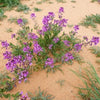 Khuzama Desert Lavender Seeds 25 Seeds - supplier photo
