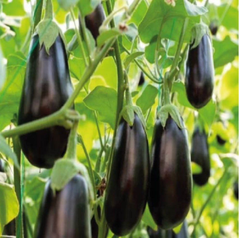 Aubergine Seeds Hybrid Black Bell 25 Seeds - supplier photo