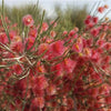 Arta Calligonum Desert Shrub Seeds 25 Seeds - supplier photo