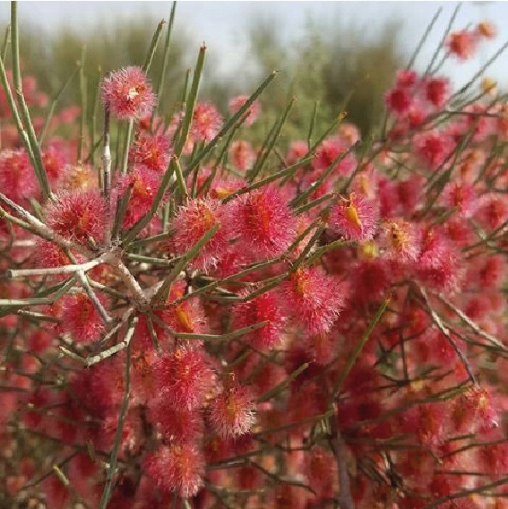 Arta Calligonum Desert Shrub Seeds 25 Seeds - supplier photo