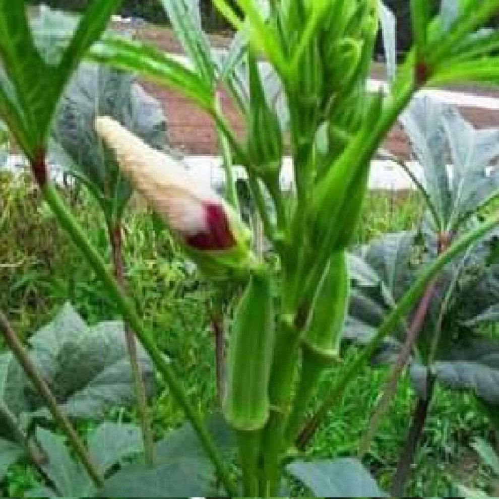 Okra Seeds Lady Finger F1 50 Seeds - supplier photo