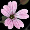 Dahdahan Wild Flower Seeds 25 Seeds - supplier photo
