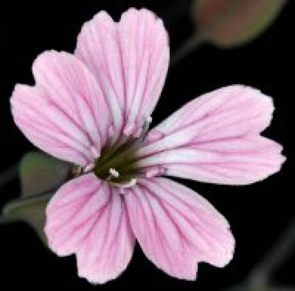 Dahdahan Wild Flower Seeds 25 Seeds - supplier photo