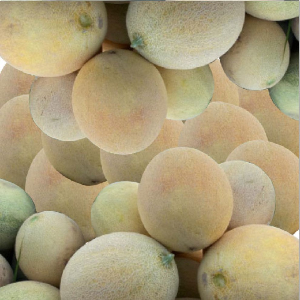 Melon Seeds Lion F1 15 Seeds - supplier photo