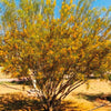 Australian Acacia Seeds 10 Seeds - supplier photo