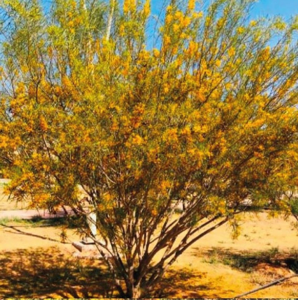 Australian Acacia Seeds 10 Seeds - supplier photo