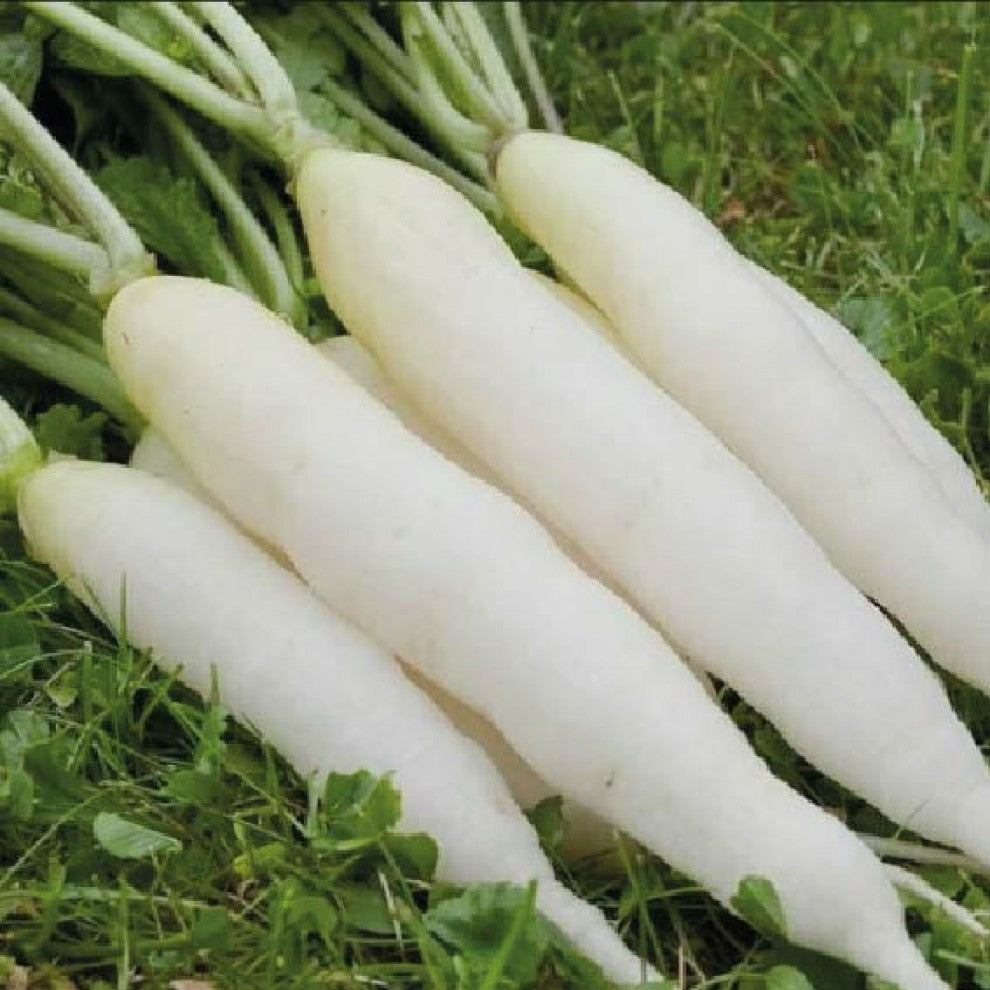 Organic Radish Seeds 20 g بذور فجل عضوية 20 جرام - supplier photo