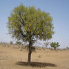 Ghaf Prosopis cineraria Tree Seeds 25 Seeds - supplier photo