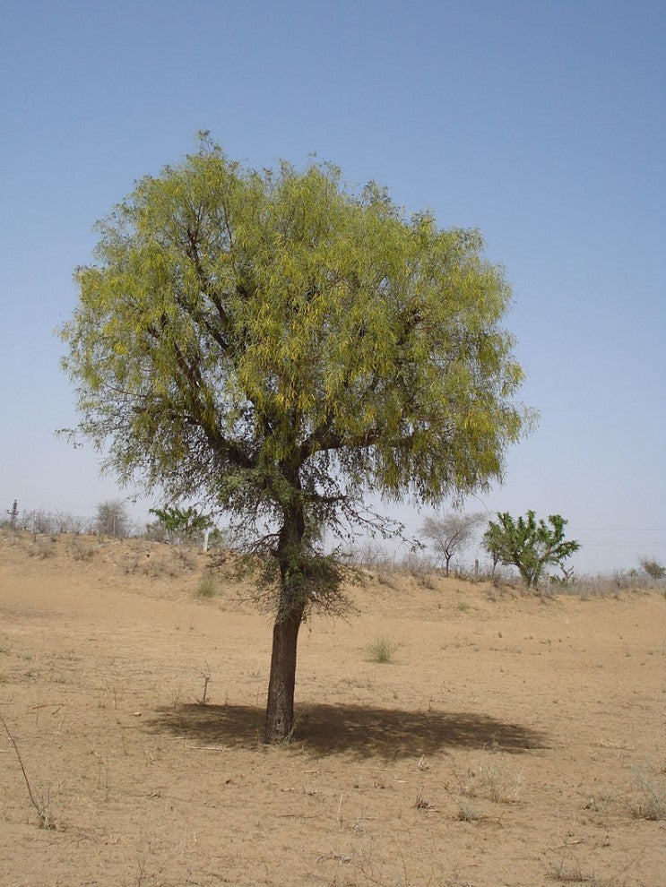 Ghaf Prosopis cineraria Tree Seeds 25 Seeds - supplier photo