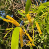 Acacia auriculiformis Tree Seeds 15 Seeds - supplier photo